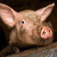 Swede pig33