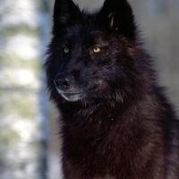 Master_Wolf