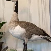 GeauxStud