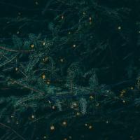 alexboering1