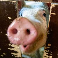 Swedishpig