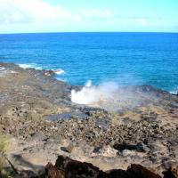 BrainlessPopperPiggy