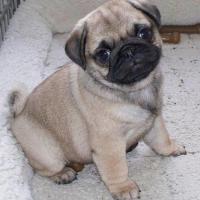 Cash_dog