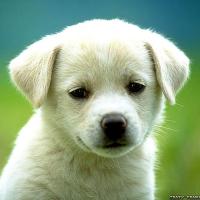 fagdog