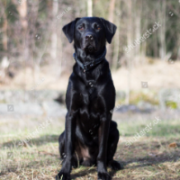 CarlosBootDog