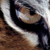 EYEOFTHETIGER