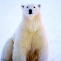 Bottombear