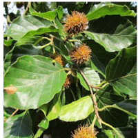 Fagus